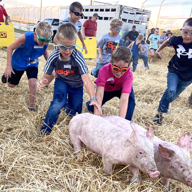 2023 Pig Scramble - Attica Independent Fair